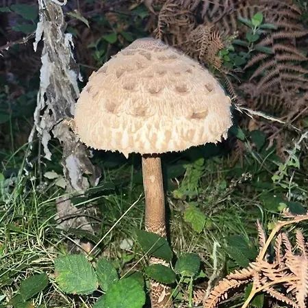 Holiday home La Bodega De Antonio Faramontanos de Tabara