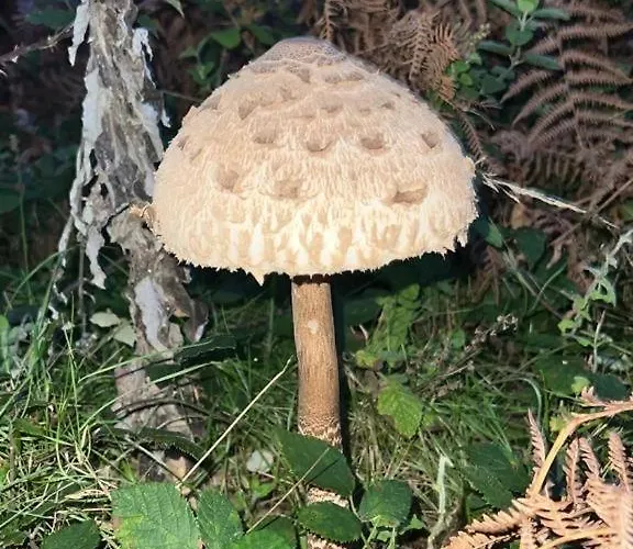 בית נופש La Bodega De Antonio Faramontanos de Tabara